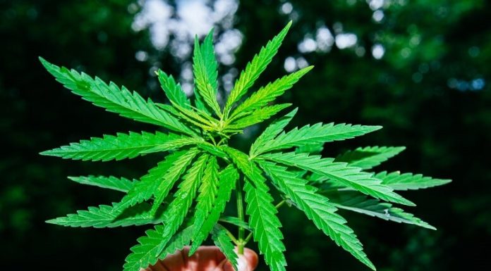 Leading Medical Cannabis Companies in the World | IMARC Group